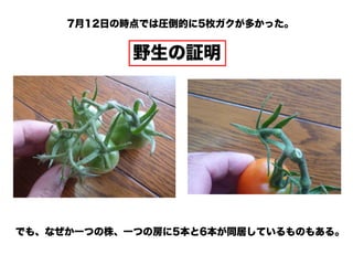 7月12日の時点では圧倒的に5枚ガクが多かった。
野生の証明
でも、なぜか一つの株、一つの房に5本と6本が同居しているものもある。
 