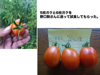 新 キンカントマト物語