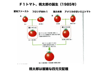 新 キンカントマト物語
