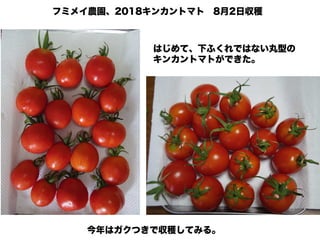 新 キンカントマト物語