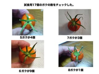 新 キンカントマト物語