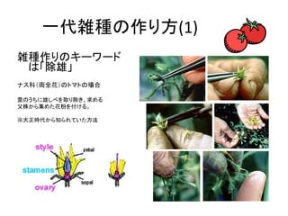 一代雑種の作り方(1)
雑種作りのキーワード
は「除雄」
ナス科（両全花）のトマトの場合
蕾のうちに雄しべを取り除き、求める
父株から集めた花粉を付ける。
※大正時代から知られていた方法
 