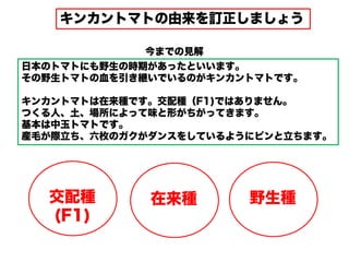 キンカントマトの由来を訂正しましょう
日本のトマトにも野生の時期があったといいます。
その野生トマトの血を引き継いでいるのがキンカントマトです。
キンカントマトは在来種です。交配種（F1)ではありません。
つくる人、土、場所によって味と形がちがってきます。
基本は中玉トマトです。
産毛が際立ち、六枚のガクがダンスをしているようにピンと立ちます。
在来種 野生種交配種
(F1)
今までの見解
 