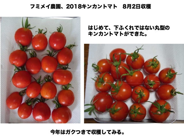 新 キンカントマト物語 新 キンカントマト物語