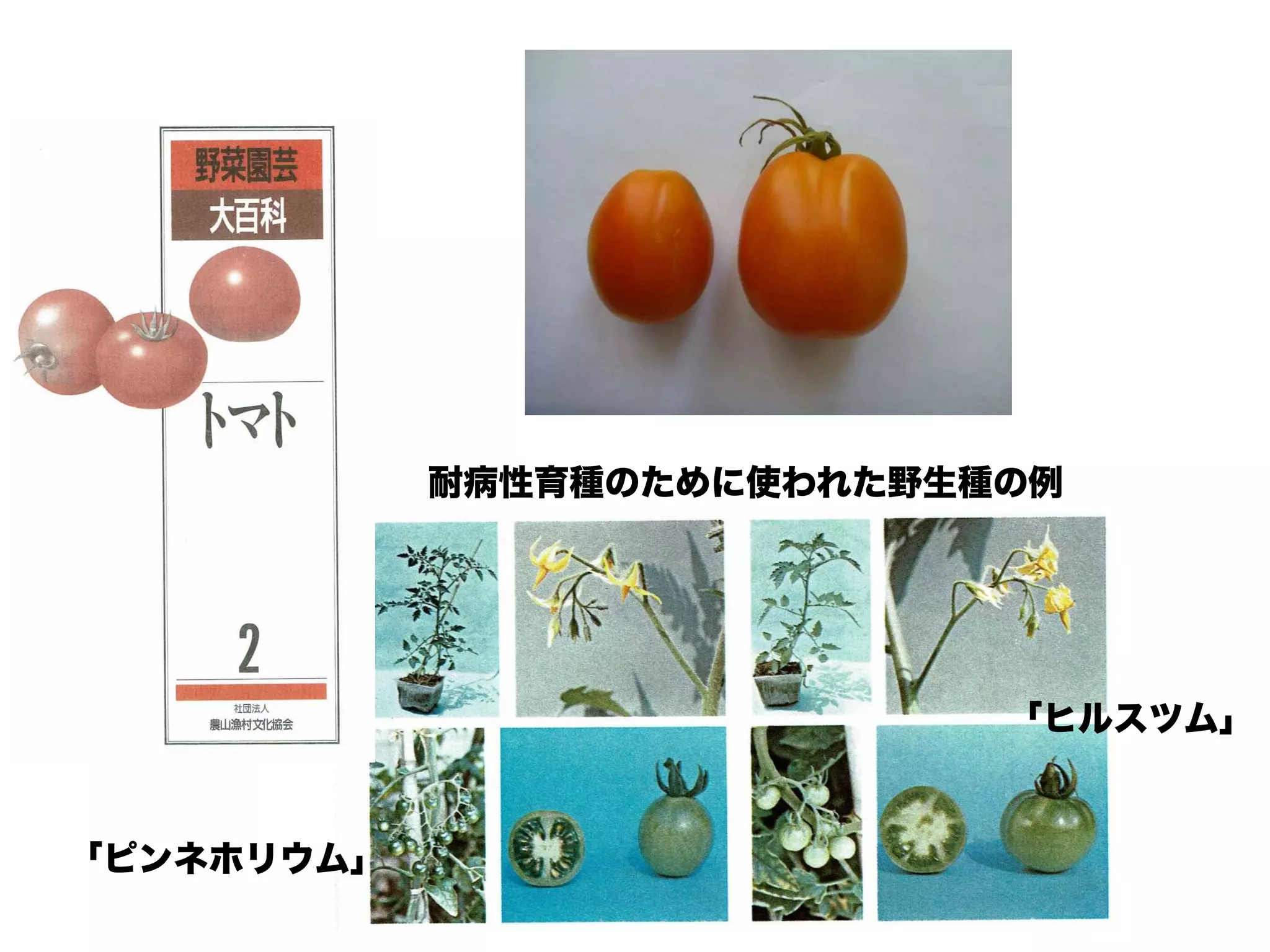 新キンカントマト物語