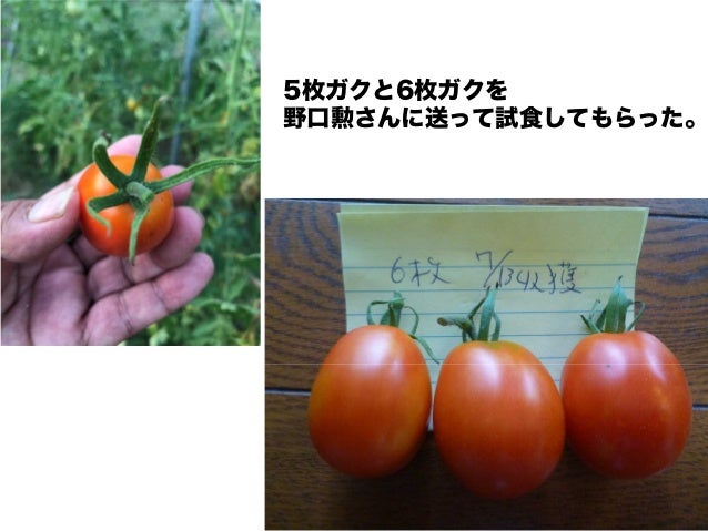 新キンカントマト物語