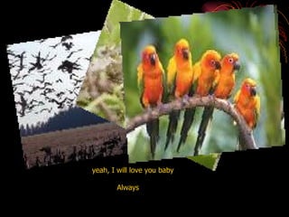 yeah, I will love you baby Always  