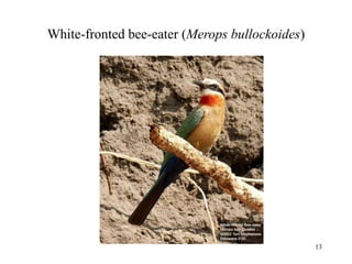 13
White-fronted bee-eater (Merops bullockoides)
 