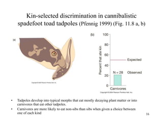 16
Kin-selected discrimination in cannibalistic
spadefoot toad tadpoles (Pfennig 1999) (Fig. 11.8 a, b)
• Tadpoles develop into typical morphs that eat mostly decaying plant matter or into
carnivores that eat other tadpoles.
• Carnivores are more likely to eat non-sibs than sibs when given a choice between
one of each kind
 