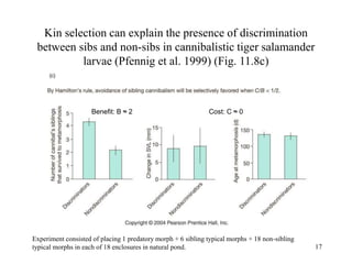 17
Kin selection can explain the presence of discrimination
between sibs and non-sibs in cannibalistic tiger salamander
larvae (Pfennig et al. 1999) (Fig. 11.8c)
Benefit: B ≈ 2 Cost: C ≈ 0
Experiment consisted of placing 1 predatory morph + 6 sibling typical morphs + 18 non-sibling
typical morphs in each of 18 enclosures in natural pond.
 
