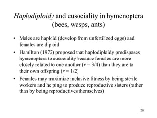 20
Haplodiploidy and eusociality in hymenoptera
(bees, wasps, ants)
• Males are haploid (develop from unfertilized eggs) and
females are diploid
• Hamilton (1972) proposed that haplodiploidy predisposes
hymenoptera to eusociality because females are more
closely related to one another (r = 3/4) than they are to
their own offspring (r = 1/2)
• Females may maximize inclusive fitness by being sterile
workers and helping to produce reproductive sisters (rather
than by being reproductives themselves)
 