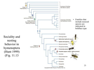 23
Sociality and
nesting
behavior in
hymenoptera
(Hunt 1999)
(Fig. 11.13
• Families that
include eusocial
species are
indicated in
boldface type
 