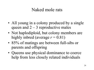 24
Naked mole rats
• All young in a colony produced by a single
queen and 2 – 3 reproductive males
• Not haplodiploid, but colony members are
highly inbred (average r = 0.81)
• 85% of matings are between full-sibs or
parents and offspring
• Queens use physical dominance to coerce
help from less closely related individuals
 