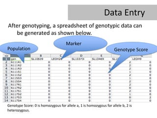 Data Entry
After genotyping, a spreadsheet of genotypic data can
   be generated as shown below.
                                     Marker
Population                                                          Genotype Score




Genotype Score: 0 is homozygous for allele a, 1 is homozygous for allele b, 2 is
heterozygous.
 