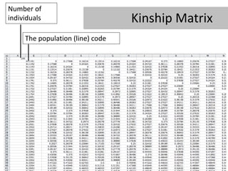 Number of
individuals                       Kinship Matrix
     The population (line) code
 