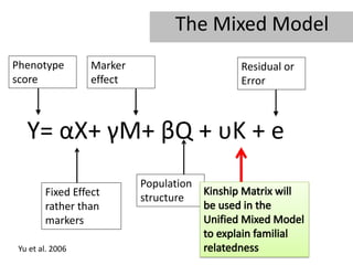 The Mixed Model
Phenotype         Marker                Residual or
score             effect                Error



   Y= αX+ γM+ βQ + υK + e
                           Population
        Fixed Effect       structure
        rather than
        markers

 Yu et al. 2006
 