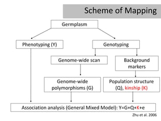 Scheme of Mapping
                   Germplasm


Phenotyping (Y)                      Genotyping

                  Genome-wide scan           Background
                                              markers

              Genome-wide              Population structure
            polymorphisms (G)            (Q), kinship (K)


Association analysis (General Mixed Model): Y=G+Q+K+e
                                                  Zhu et al. 2006
 