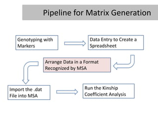 Pipeline for Matrix Generation

   Genotyping with                    Data Entry to Create a
   Markers                            Spreadsheet


                  Arrange Data in a Format
                  Recognized by MSA



Import the .dat                    Run the Kinship
File into MSA                      Coefficient Analysis
 