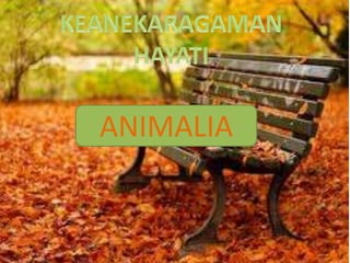 ANIMALIA
 