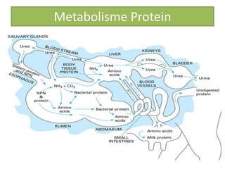 Protein Rumen Mikroba rumen ruminansia | PPSX
