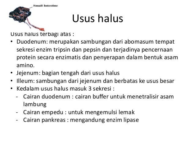 Sistem Pencernaan Ruminansia