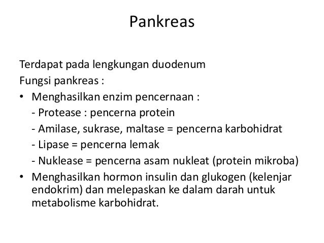 Sistem Pencernaan Ruminansia