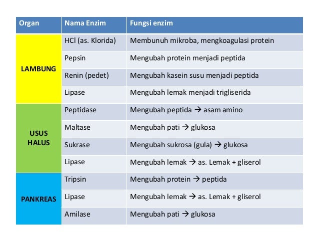 Sistem Pencernaan Ruminansia