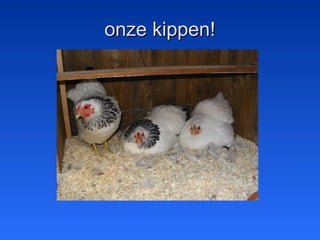 onze kippen!onze kippen!
 