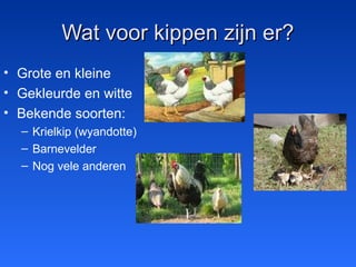 Wat voor kippen zijn er?Wat voor kippen zijn er?
• Grote en kleine
• Gekleurde en witte
• Bekende soorten:
– Krielkip (wyandotte)
– Barnevelder
– Nog vele anderen
 