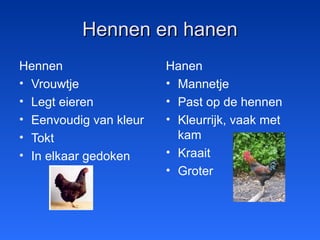 Hennen en hanenHennen en hanen
Hennen
• Vrouwtje
• Legt eieren
• Eenvoudig van kleur
• Tokt
• In elkaar gedoken
Hanen
• Mannetje
• Past op de hennen
• Kleurrijk, vaak met
kam
• Kraait
• Groter
 