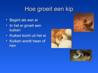 Hoe groeit een kipHoe groeit een kip
• Begint als een ei
• In het ei groeit een
kuiken
• Kuiken komt uit het ei
• Kuiken wordt haan of
hen
 