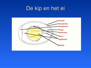 De kip en het eiDe kip en het ei
 