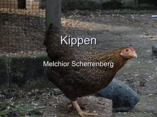 KippenKippen
Melchior ScherrenbergMelchior Scherrenberg
 