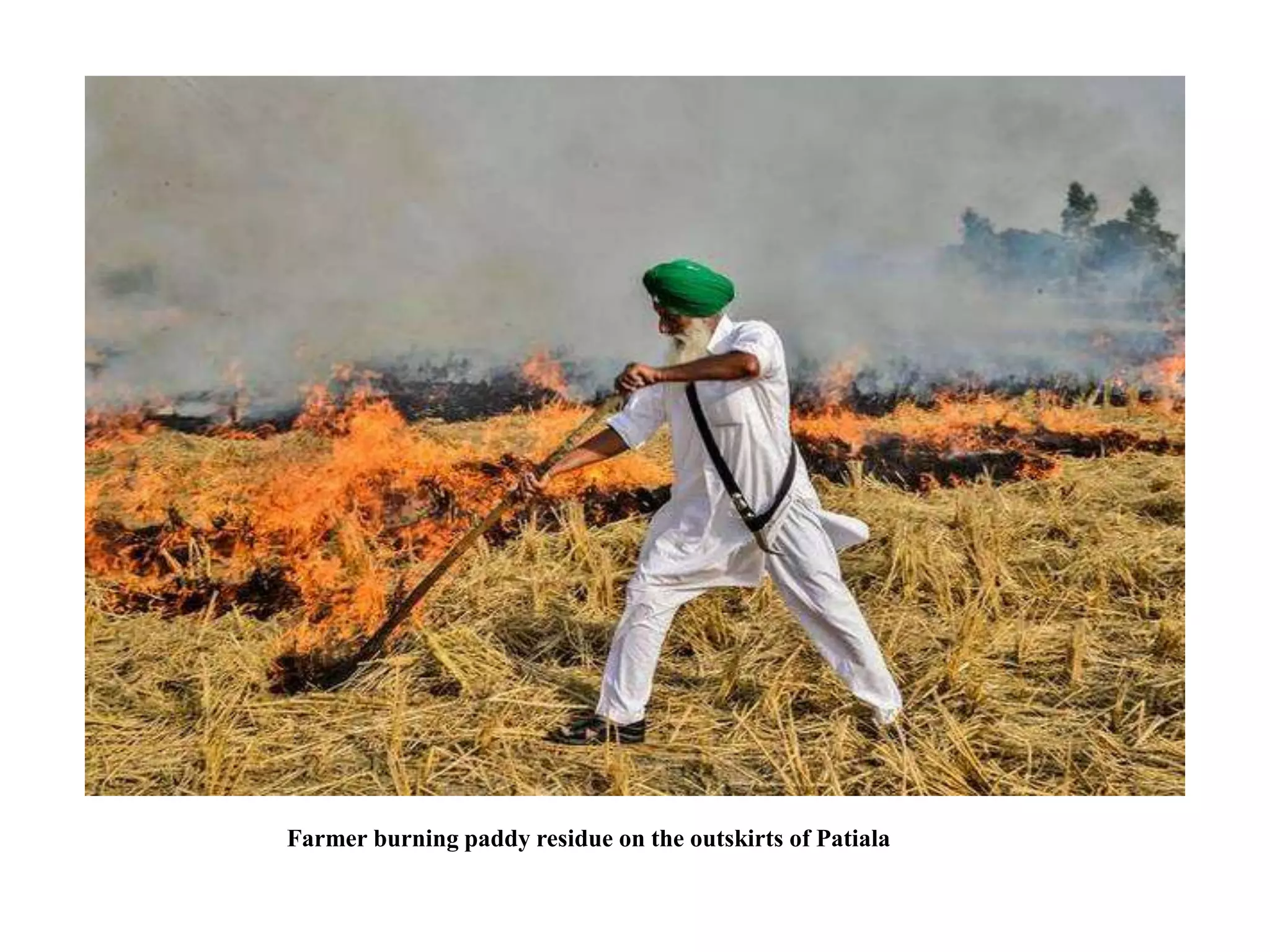 Farmer burning paddy residue on the outskirts of Patiala
 