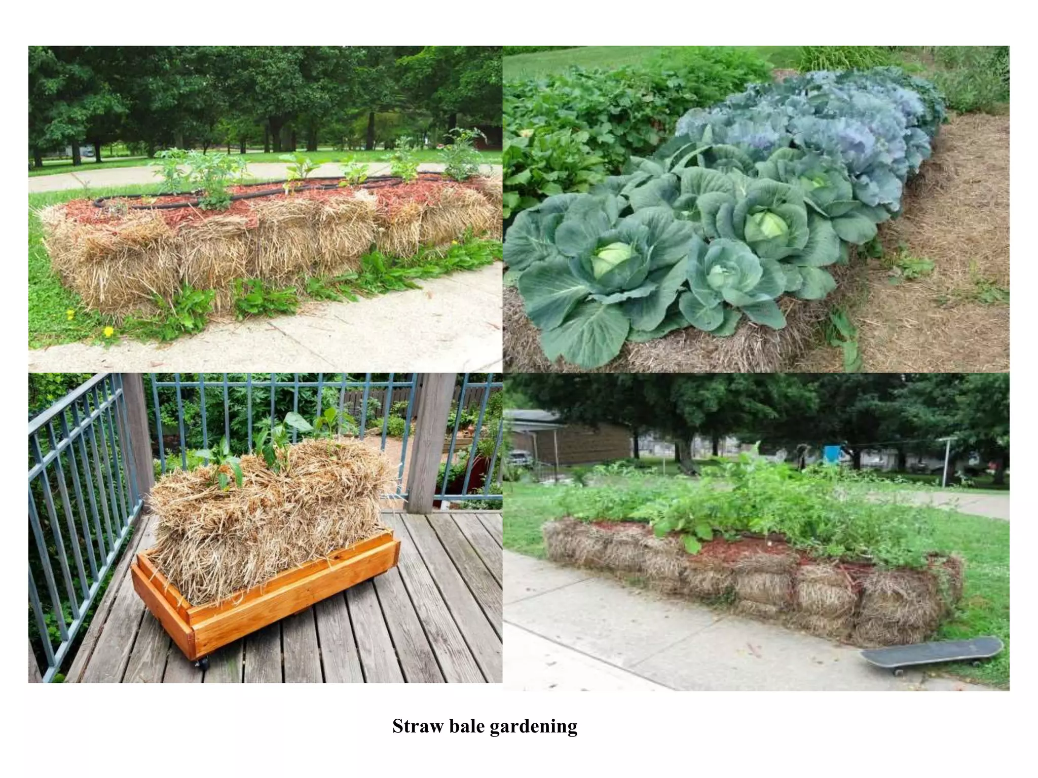 Straw bale gardening
 