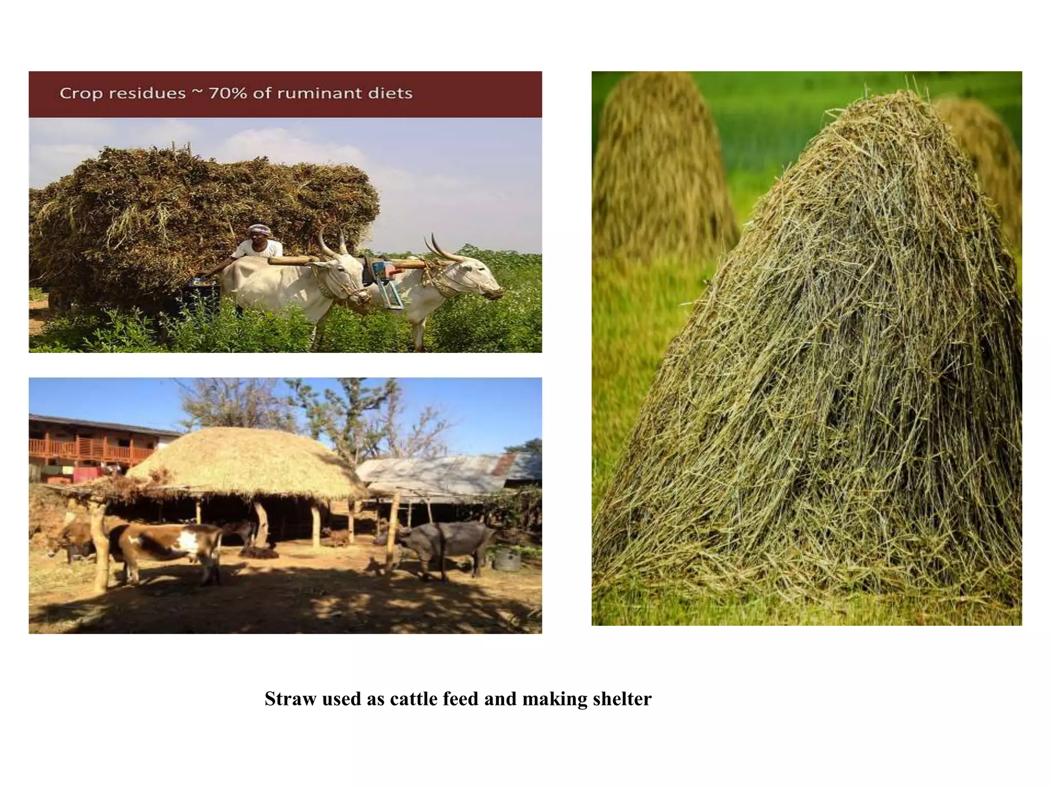 Straw used as cattle feed and making shelter
 