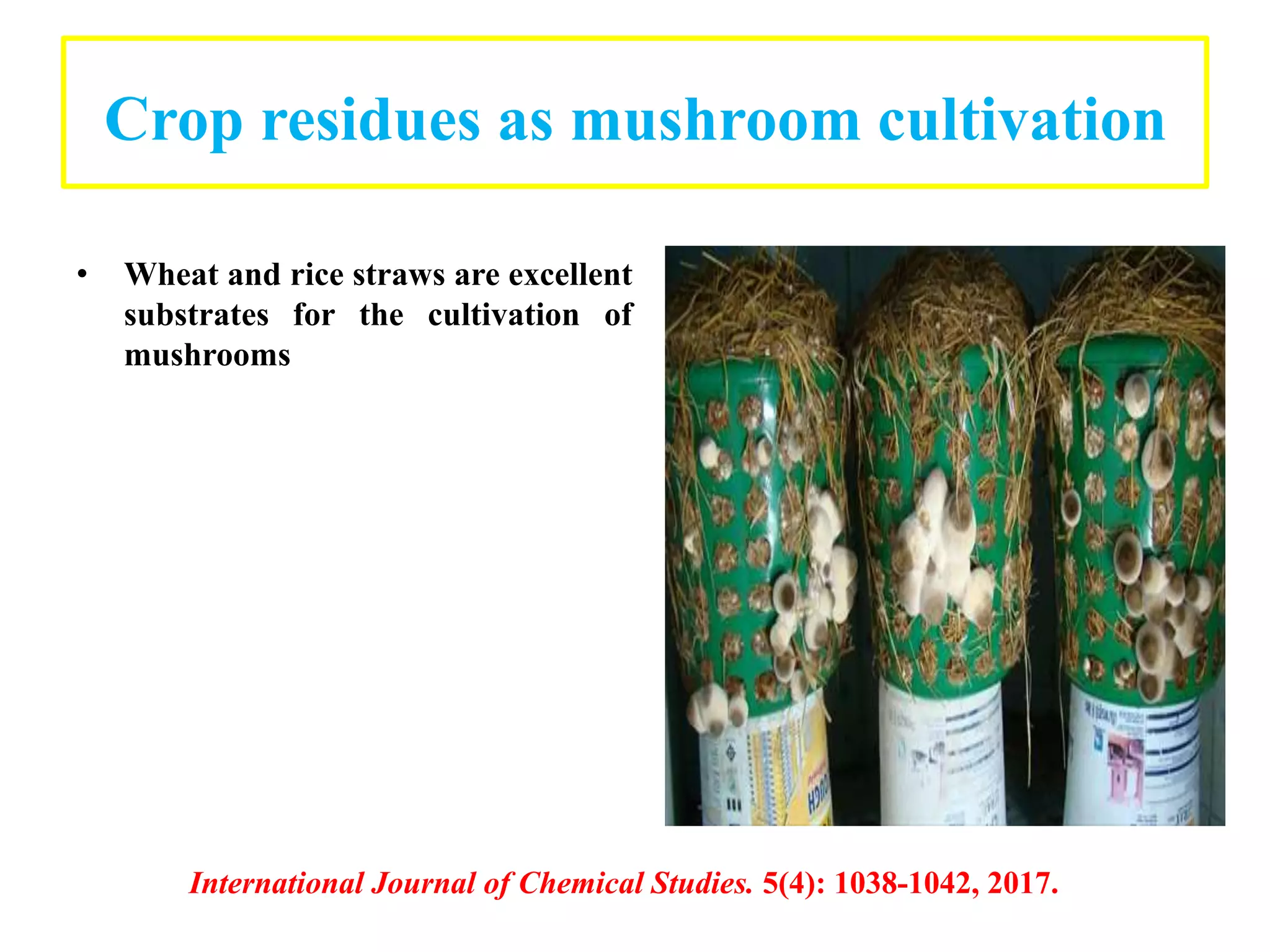 Crop residues as mushroom cultivation
• Wheat and rice straws are excellent
substrates for the cultivation of
mushrooms
International Journal of Chemical Studies. 5(4): 1038-1042, 2017.
 