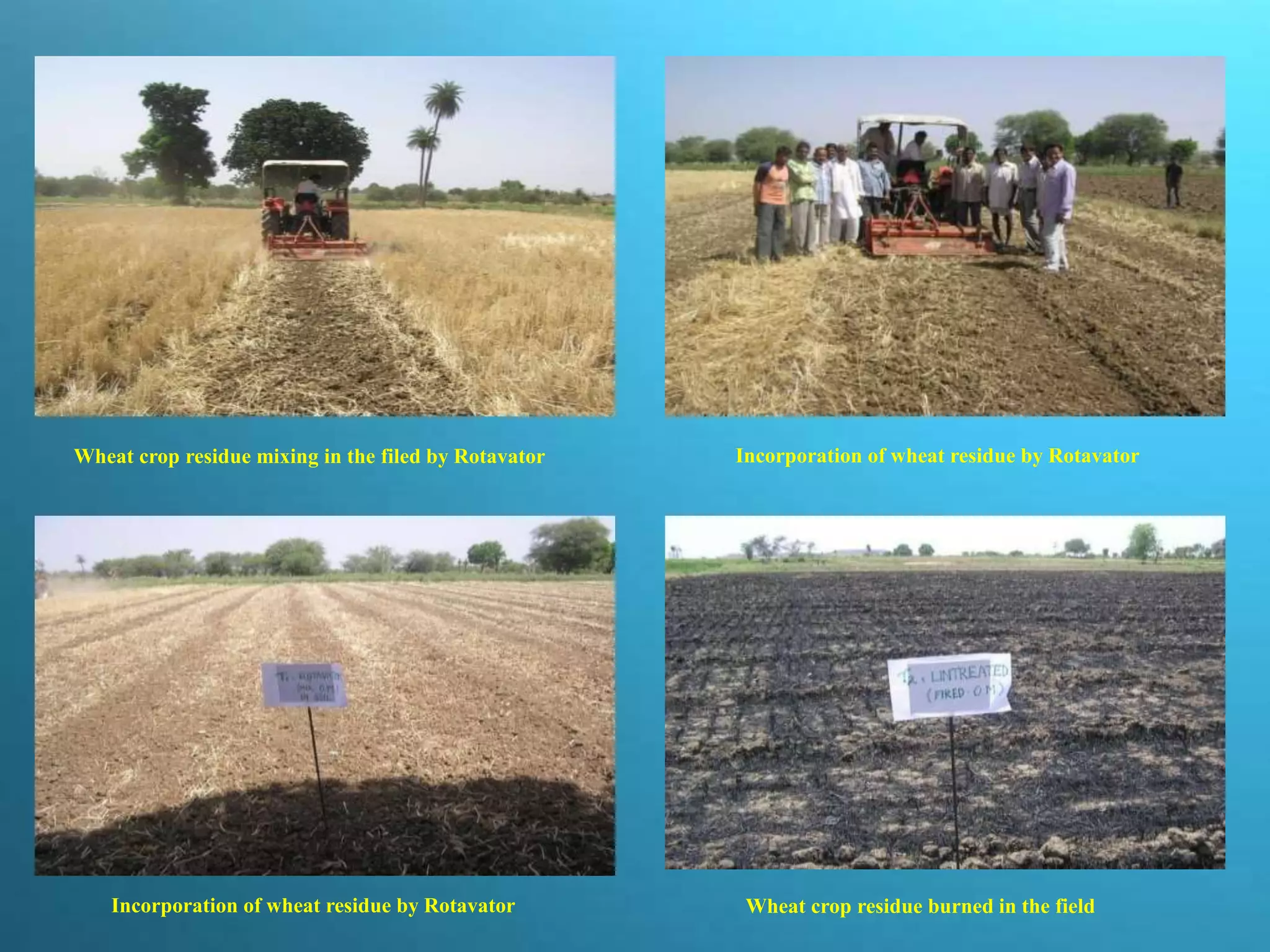 Incorporation of wheat residue by Rotavator
Incorporation of wheat residue by Rotavator
Wheat crop residue mixing in the filed by Rotavator
Wheat crop residue burned in the field
 