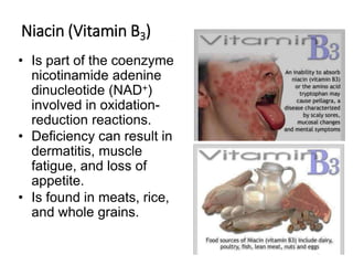 Niacin (Vitamin B3)
• Is part of the coenzyme
nicotinamide adenine
dinucleotide (NAD+)
involved in oxidation-
reduction reactions.
• Deficiency can result in
dermatitis, muscle
fatigue, and loss of
appetite.
• Is found in meats, rice,
and whole grains.
 