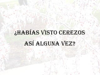 ¿Habías visto cerezos así alguna vez?