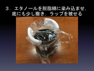 ３．エタノールを脱脂綿に染み込ませ，
底にも少し撒き，ラップを被せる
 