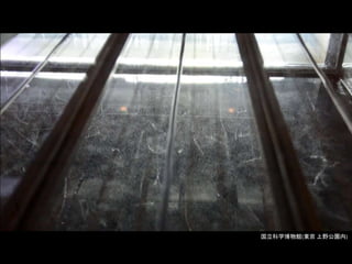 国立科学博物館(東京 上野公園内)
 