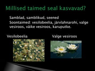 


Samblad, samblikud, seened
Soontaimed: vesilobeelia, järvlahnarohi, valge
vesiroos, väike vesiroos, karuputke.

Vesilobeelia

Valge vesiroos

 