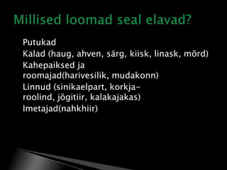 







Putukad
Kalad (haug, ahven, särg, kiisk, linask, mõrd)
Kahepaiksed ja
roomajad(harivesilik, mudakonn)
Linnud (sinikaelpart, korkjaroolind, jõgitiir, kalakajakas)
Imetajad(nahkhiir)

 