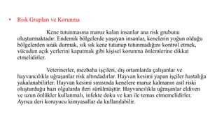 • Risk Grupları ve Korunma
Kene tutunmasına maruz kalan insanlar ana risk grubunu
oluşturmaktadır. Endemik bölgelerde yaşayan insanlar, kenelerin yoğun olduğu
bölgelerden uzak durmak, sık sık kene tutunup tutunmadığını kontrol etmek,
vücudun açık yerlerini kapatmak gibi kişisel korunma önlemlerine dikkat
etmelidirler.
Veterinerler, mezbaha işçileri, dış ortamlarda çalışanlar ve
hayvancılıkla uğraşanlar risk altındadırlar. Hayvan kesimi yapan işçiler hastalığa
yakalanabilirler. Hayvan kesimi sırasında kenelere maruz kalmanın asıl riski
oluşturduğu bazı olgularda ileri sürülmüştür. Hayvancılıkla uğraşanlar eldiven
ve uzun önlükler kullanmalı, infekte doku ve kan ile temas etmemelidirler.
Ayrıca deri koruyucu kimyasallar da kullanılabilir.
 