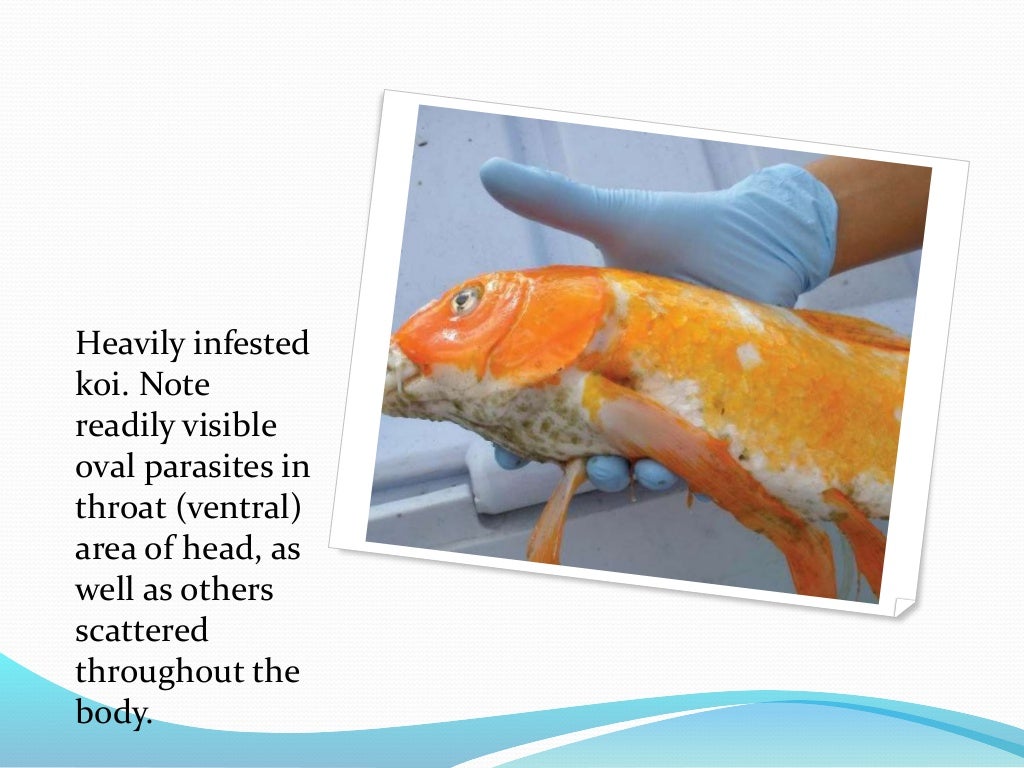 ectoparasites disease in fish