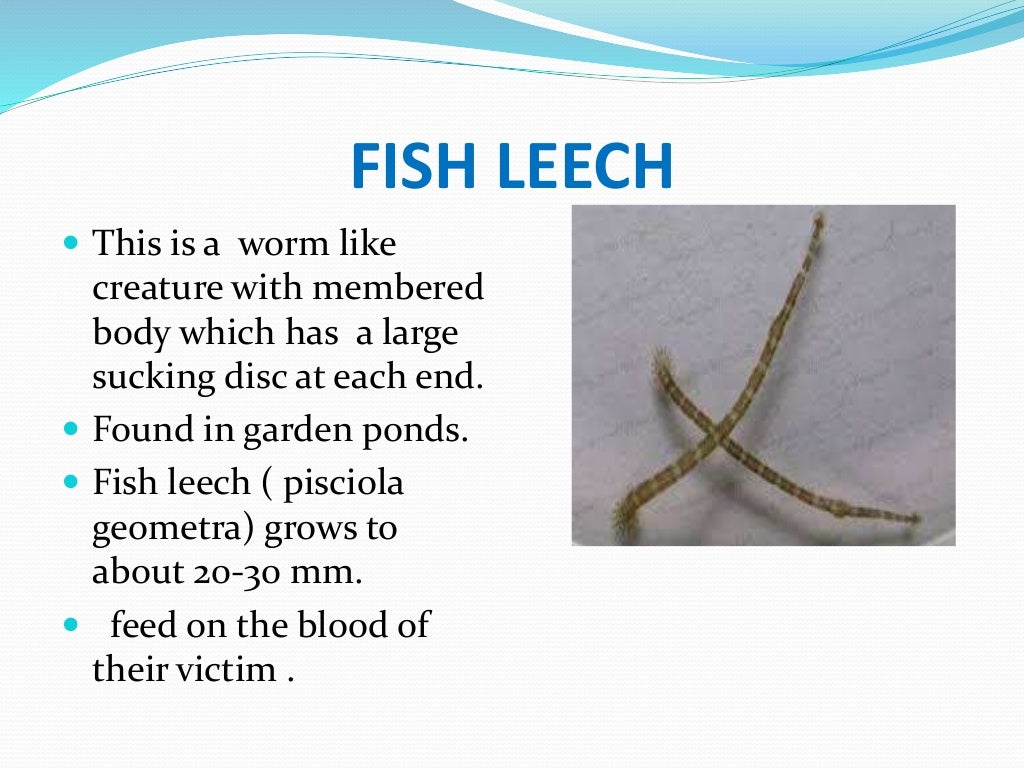 ectoparasites disease in fish