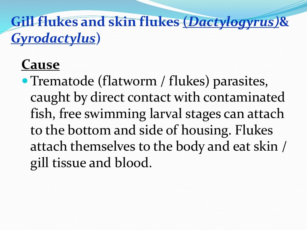 Ectoparasites Disease In Fish