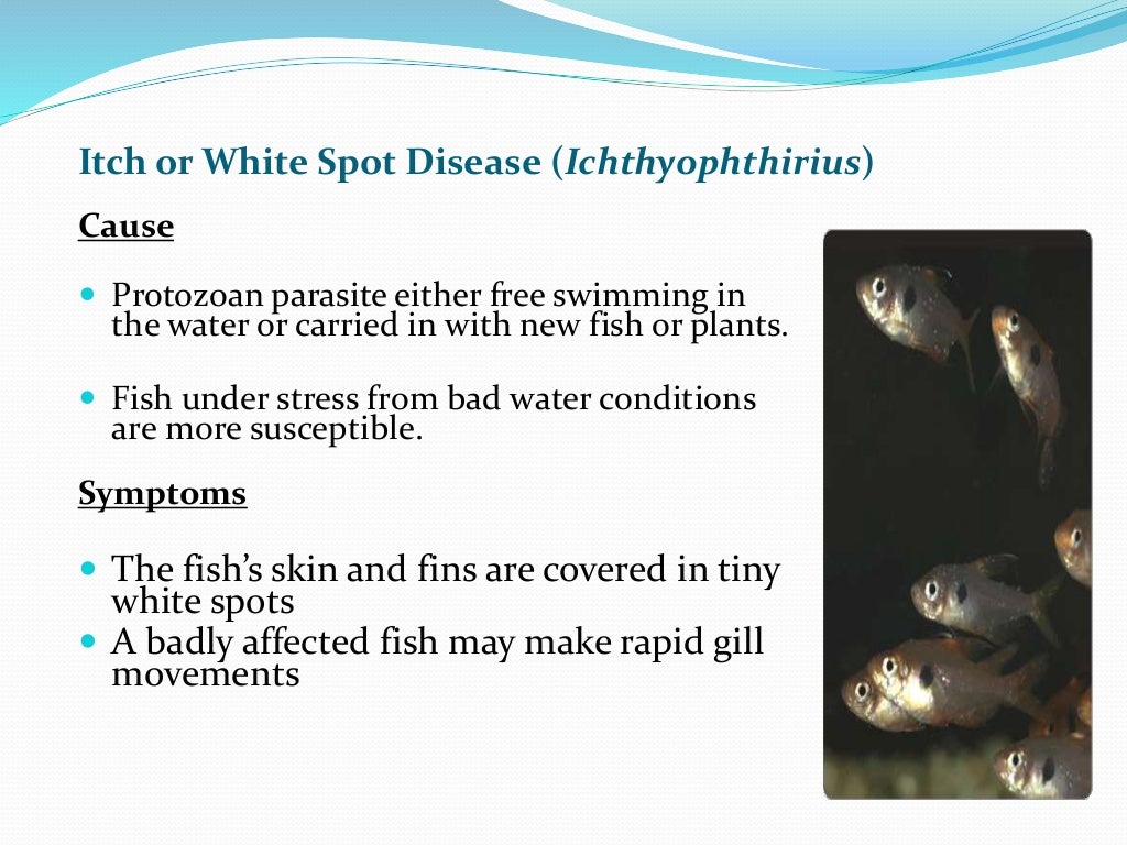 ectoparasites disease in fish