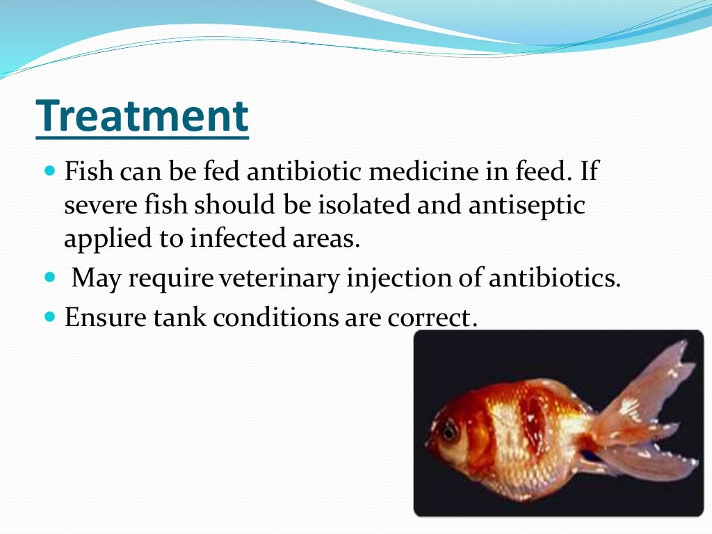 ectoparasites disease in fish